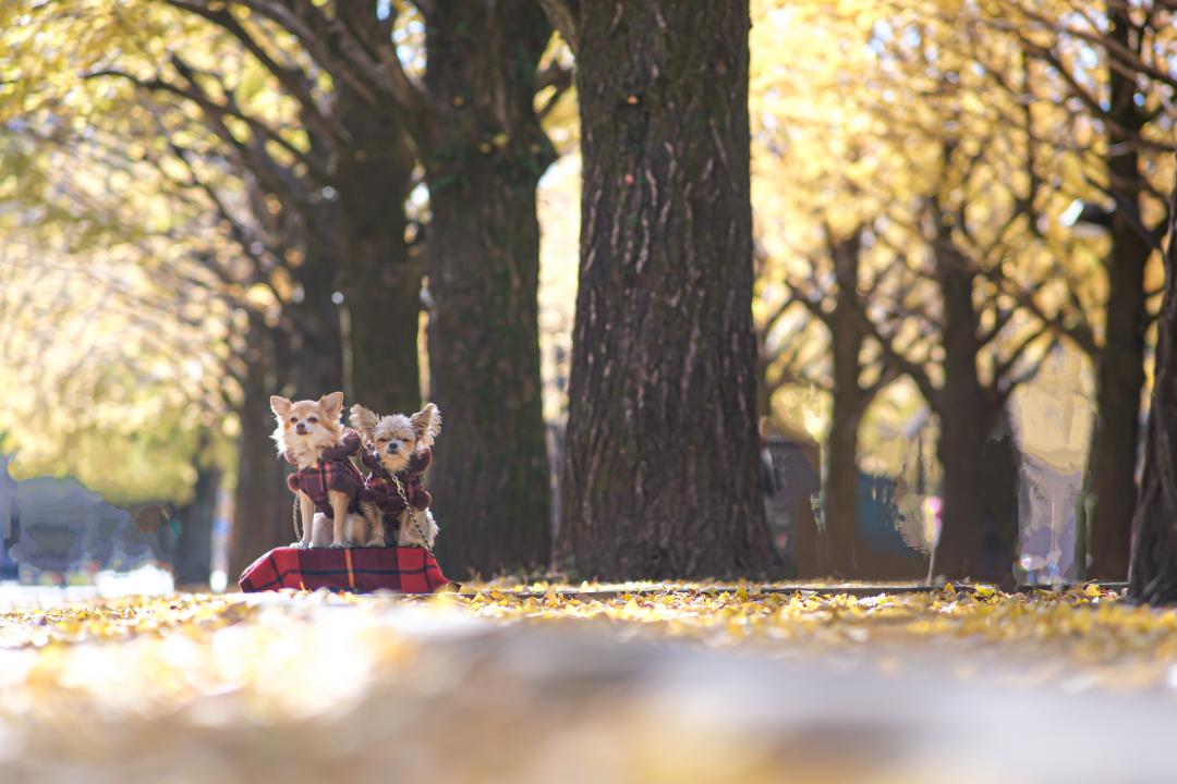 朝陽の当たるイチョウ並木