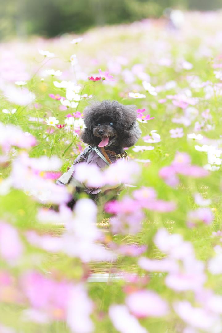 ピンクに囲まれて