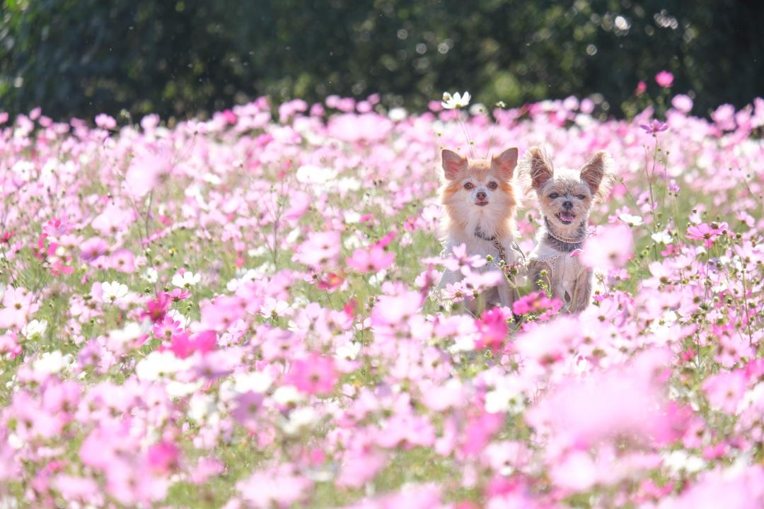 コスモス畑