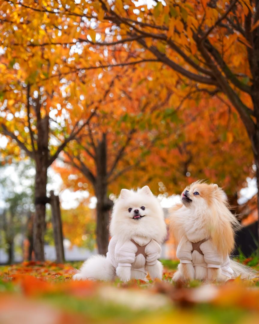 紅葉を満喫するイチとコッペ