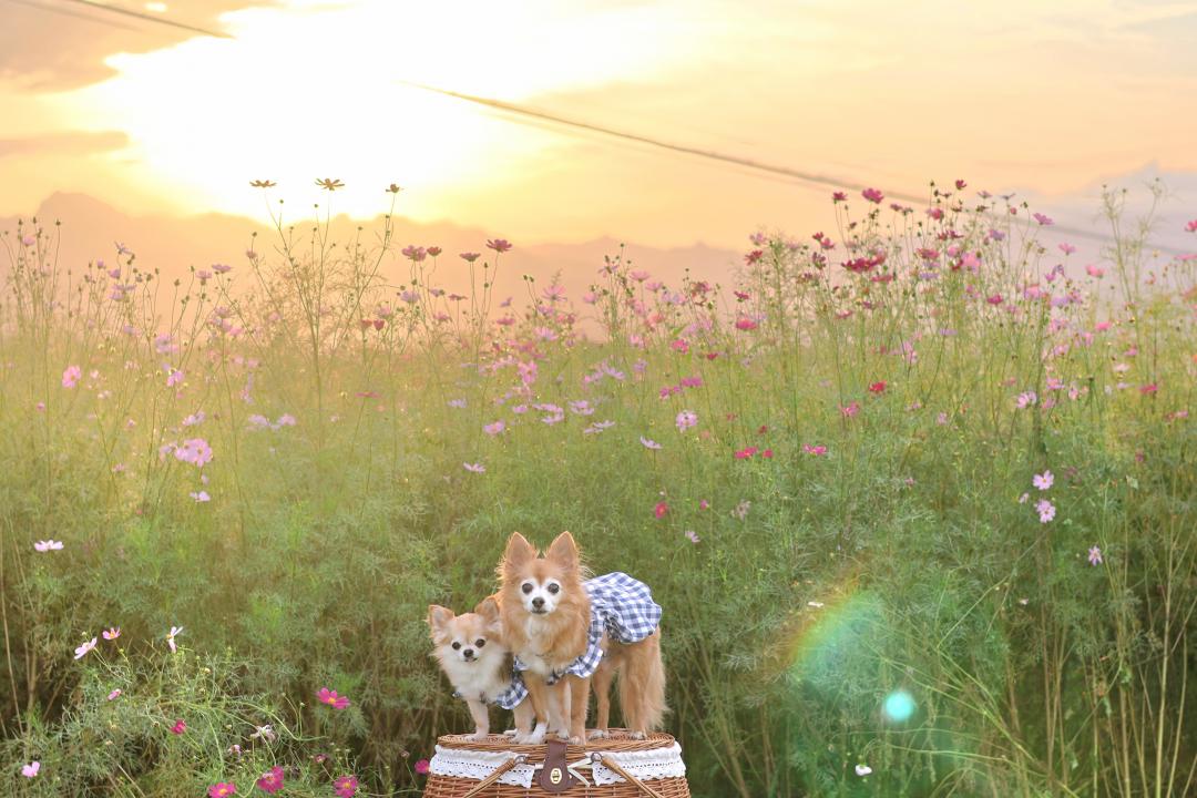 黄昏のコスモス