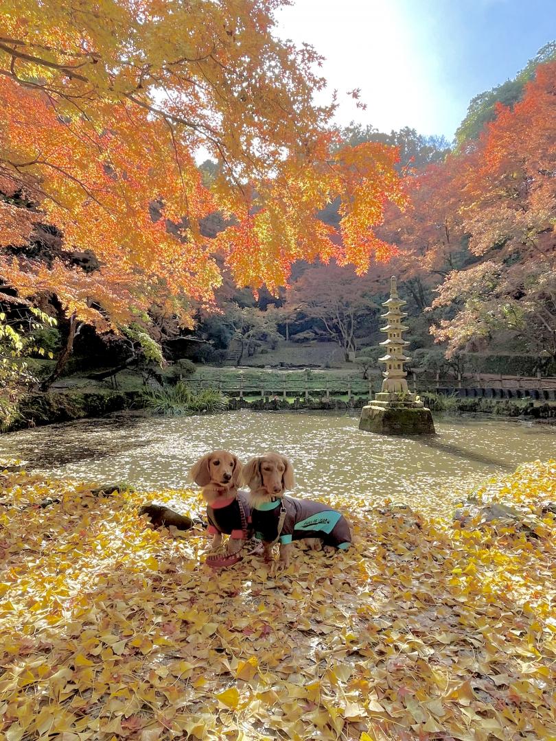輝く秋