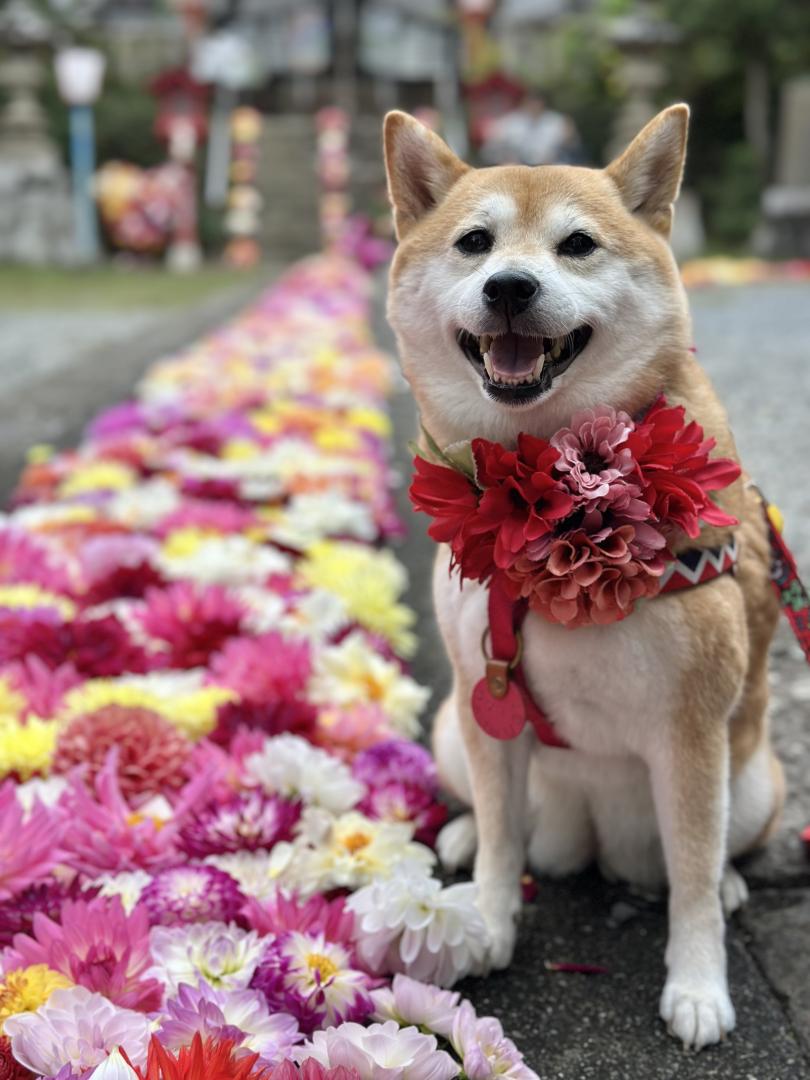 ダリア参道