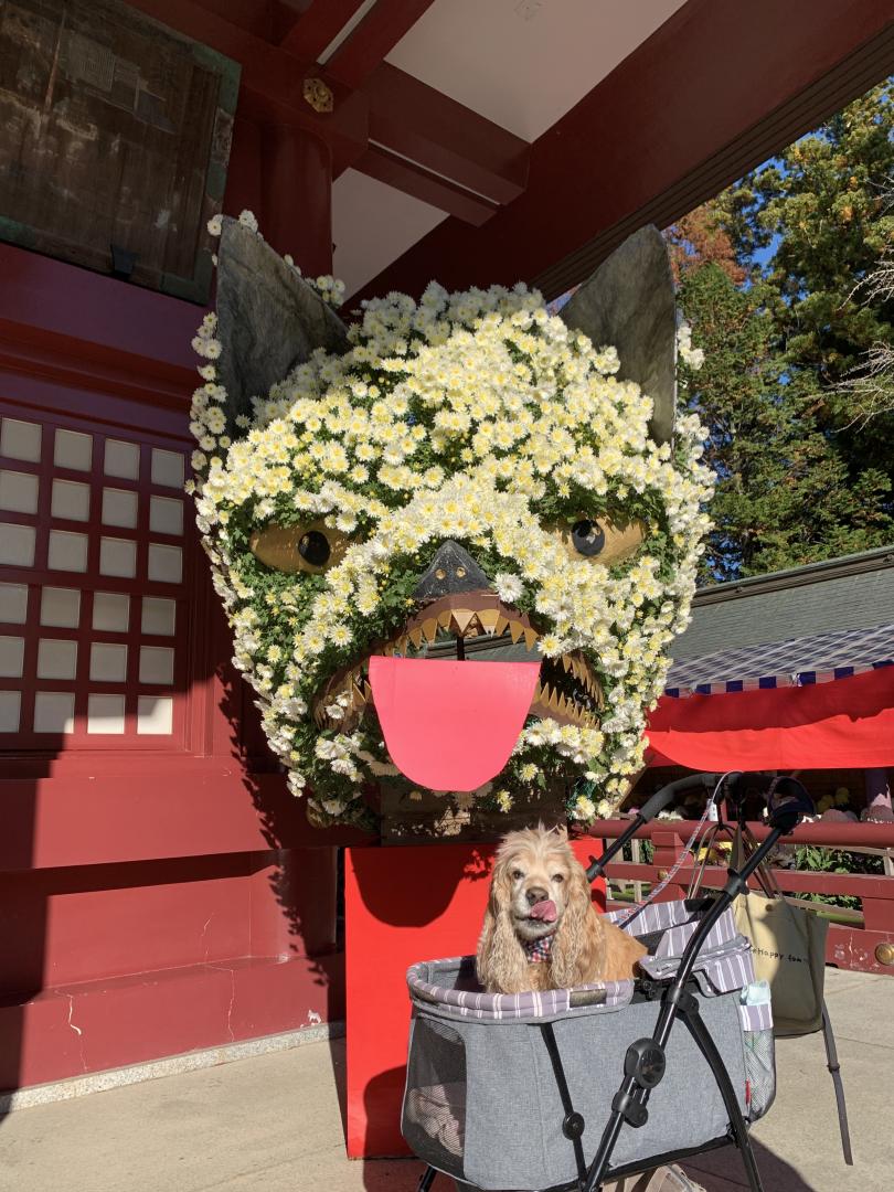 笠間の菊まつり