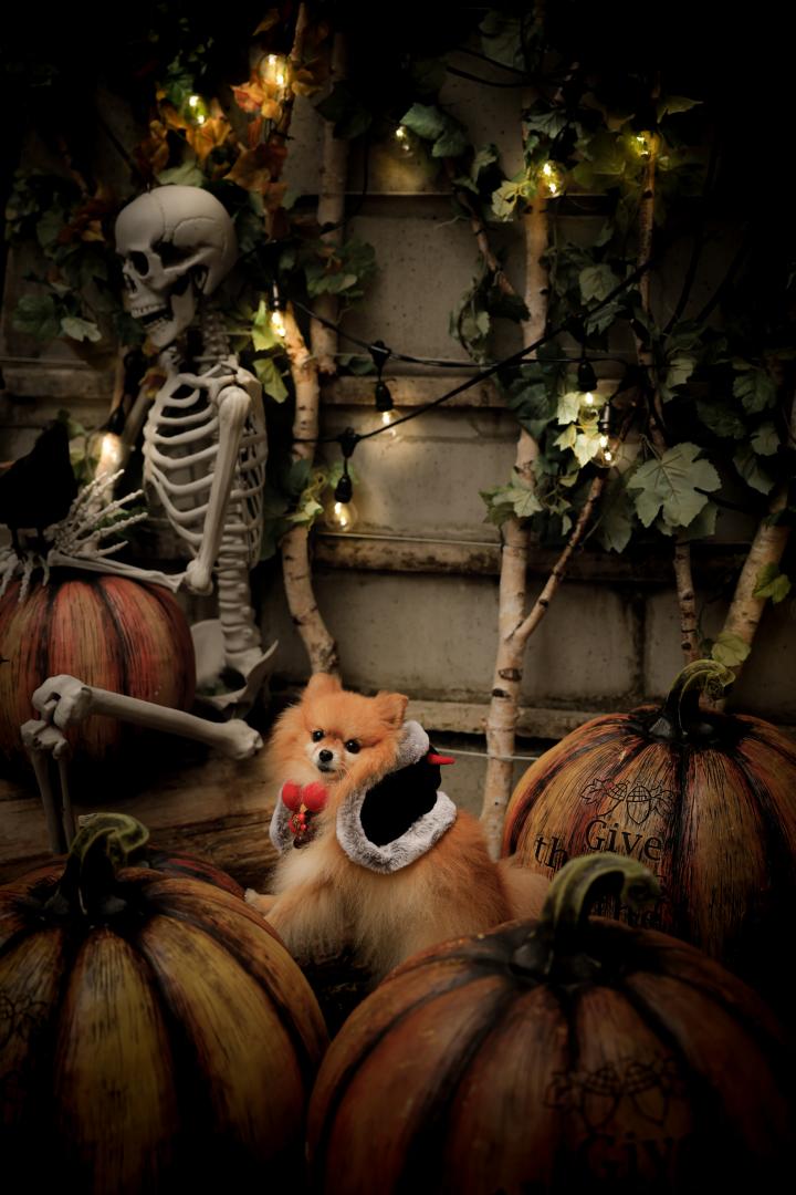Trick or Treat