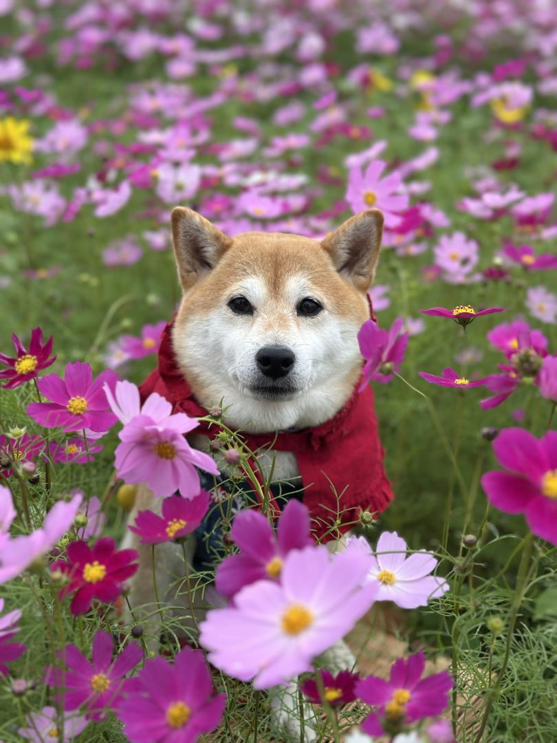 真顔ちゃん