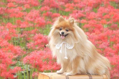 彼岸花とぽむ