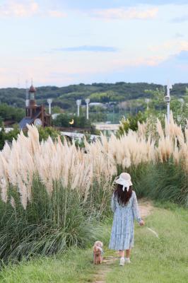 パンパスグラスを見にお散歩して来たよ