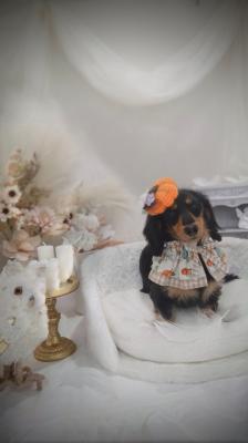 大人ハロウィン