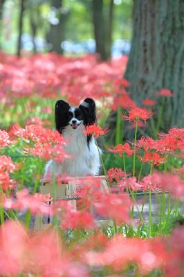彼岸花に囲まれ
