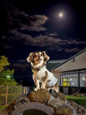 月明かりでランラン