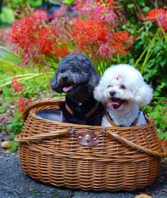 雨上がりの彼岸花❤️