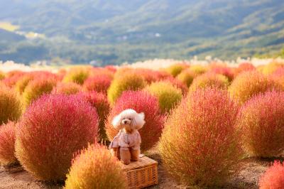 高原のコキアを見に行って来たよ