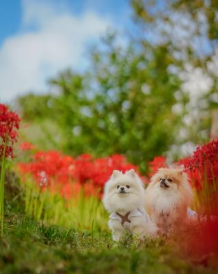 曼珠沙華とイチとコッペ
