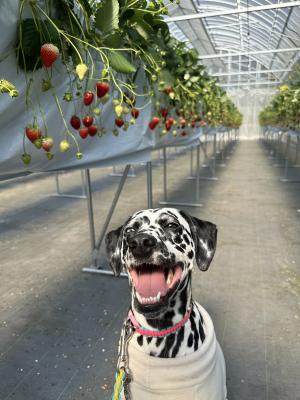 華ちゃん、初めてのいちご狩りでにっこり