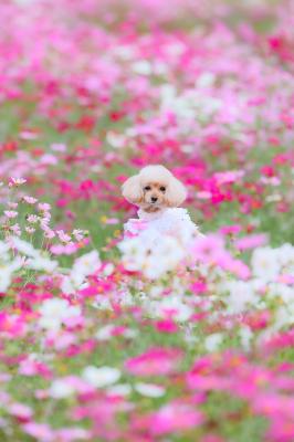 コスモスに包まれて