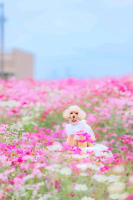 コスモスと青空と