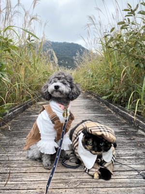 揺れるススキの中で