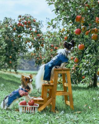 りんご収穫バイト