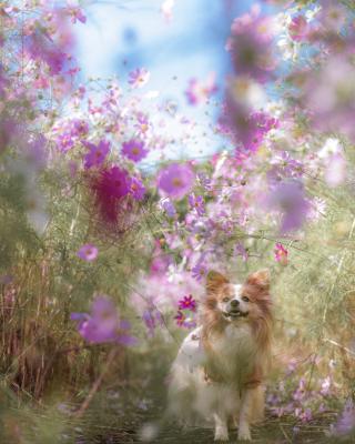 コスモスきれい