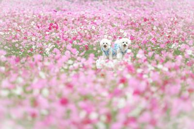 満開のコスモスと愛犬の笑顔
