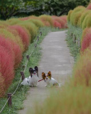 コキアのこみち