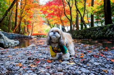 紅葉のグラデーション