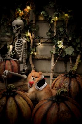 Trick or Treat