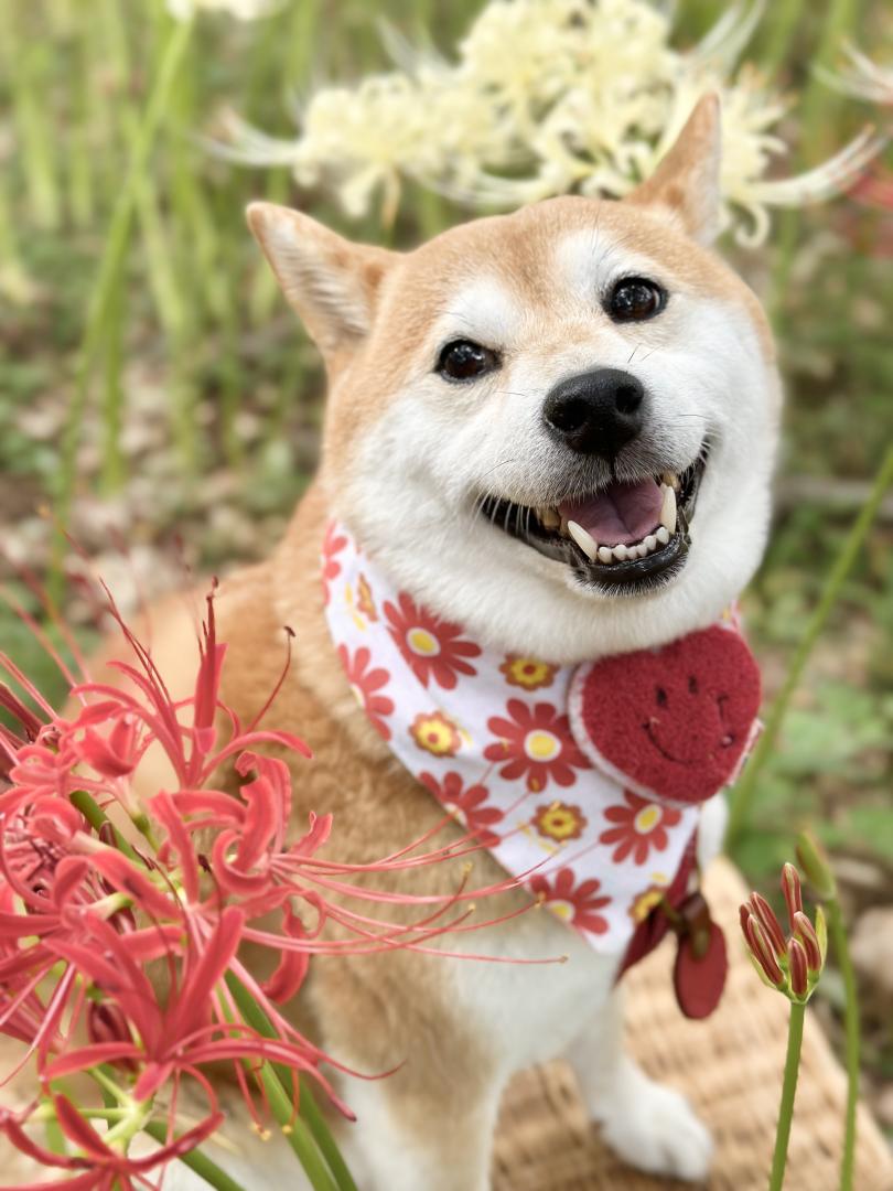 紅白