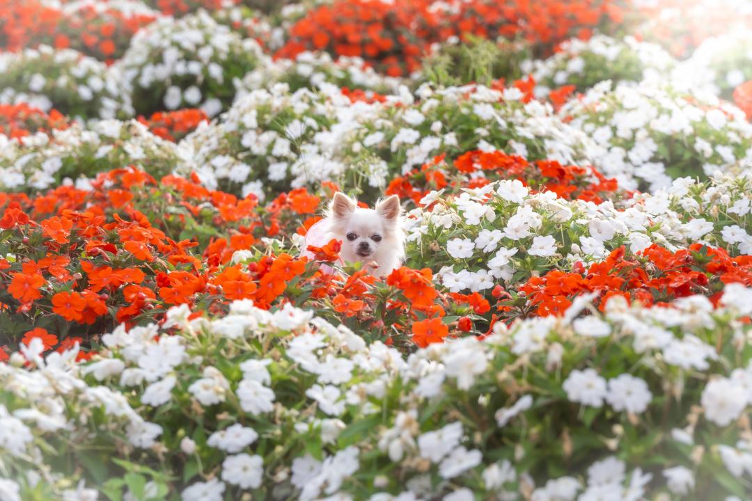 お花に埋もれて