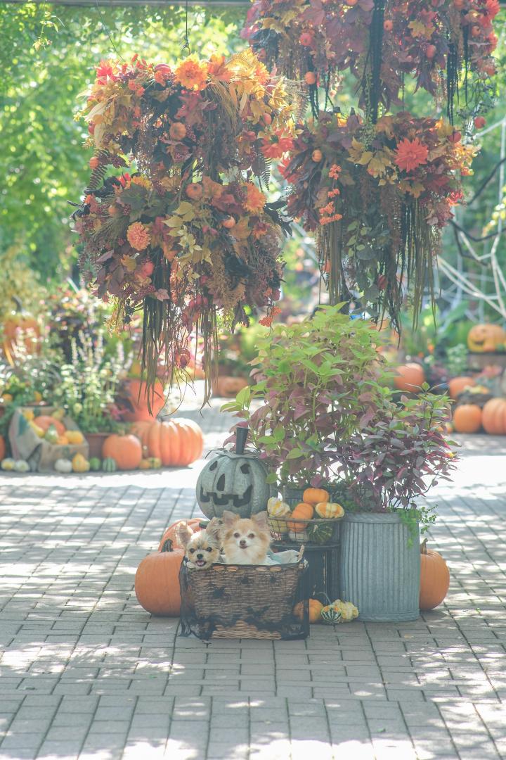 素敵ガーデンのハロウィン装飾