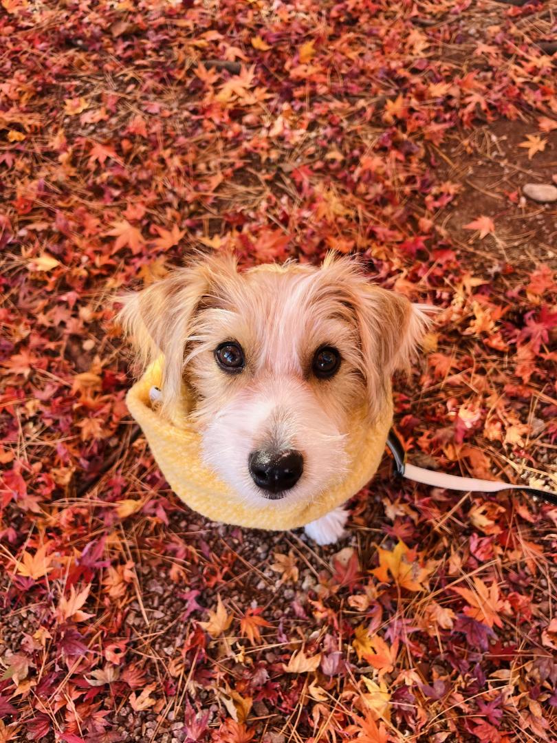 初めての紅葉