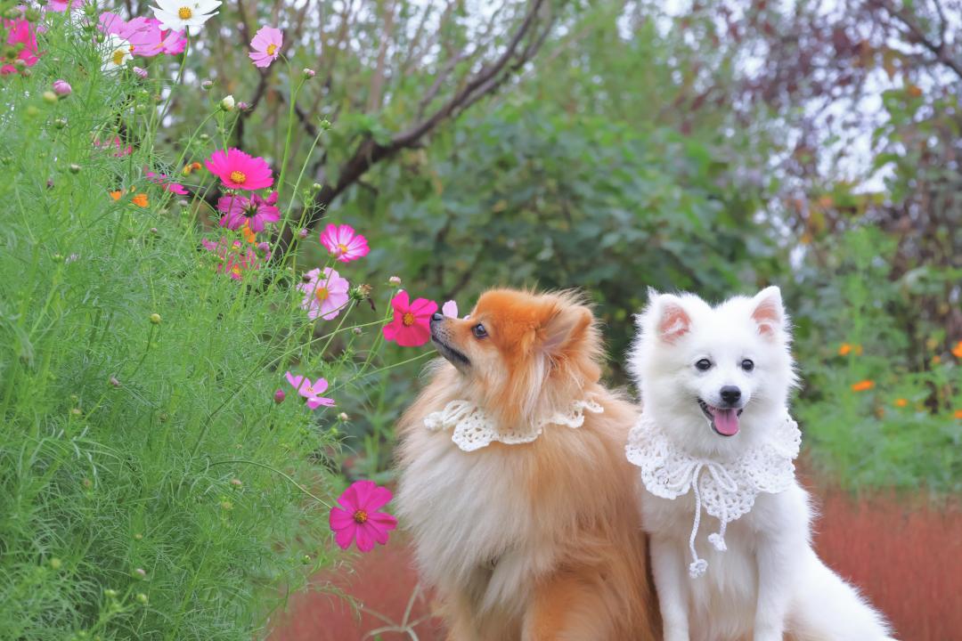 お花が大好きなぽむ