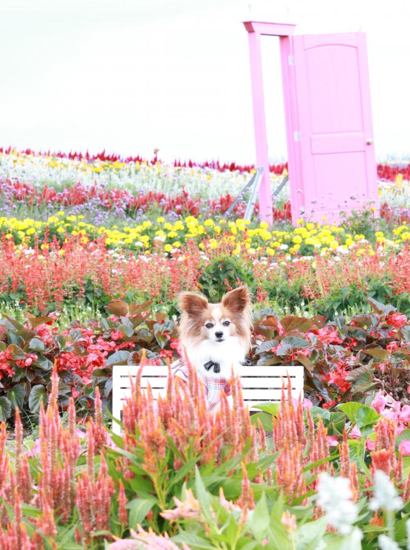 秋のお花畑