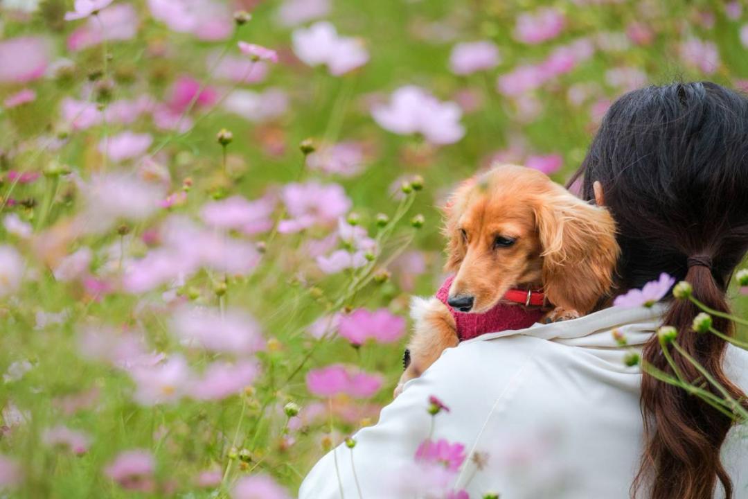 秋桜