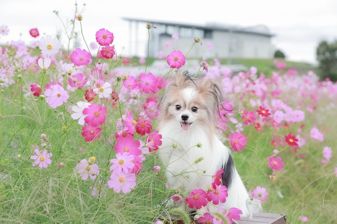 コスモス畑で