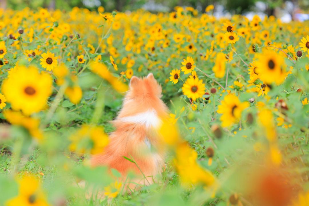 秋の夏景色