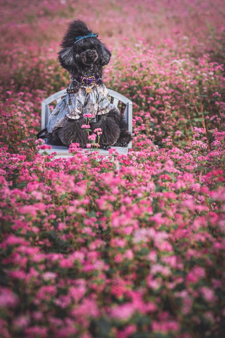 満開の赤そばの花