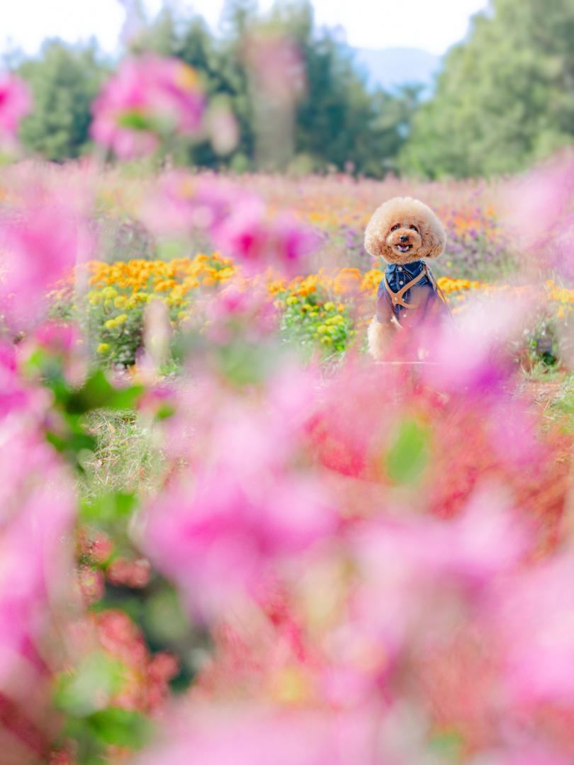 秋のお花畑にて