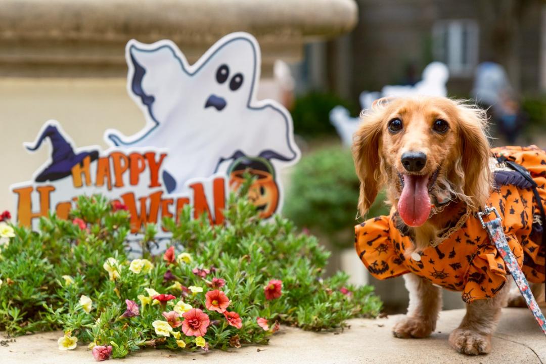HappyHalloween