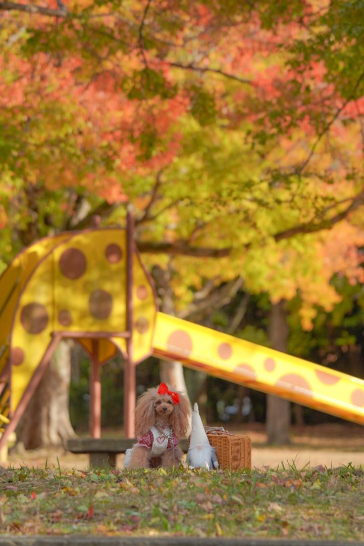 紅葉
