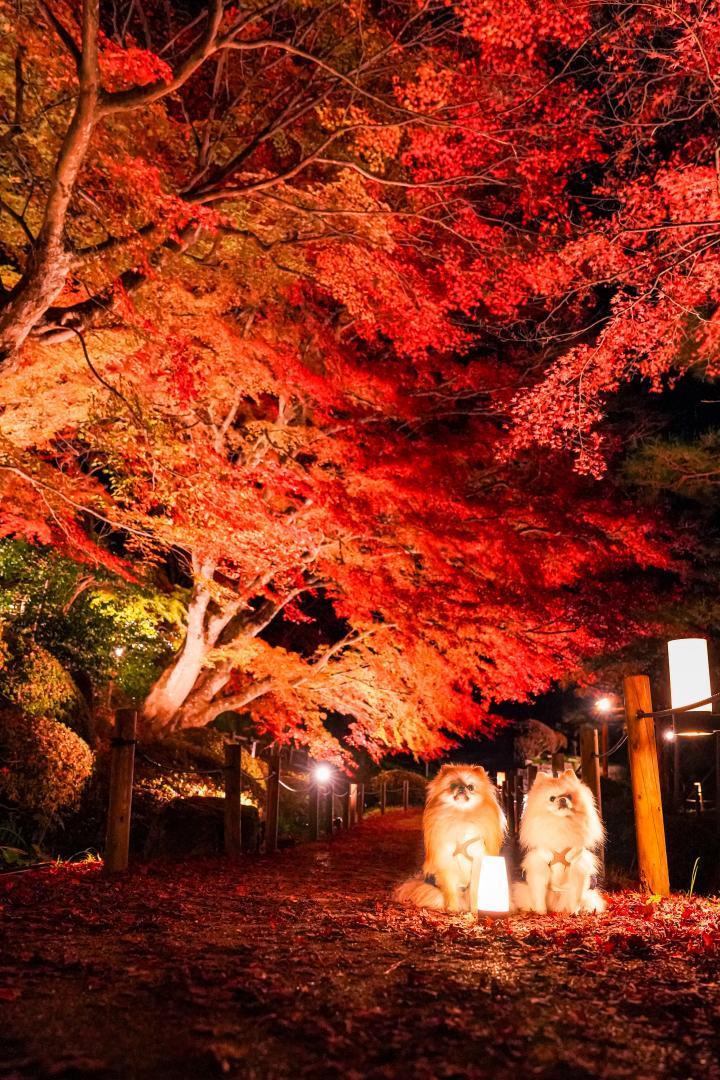 紅葉ライトアップとイチとコッペ