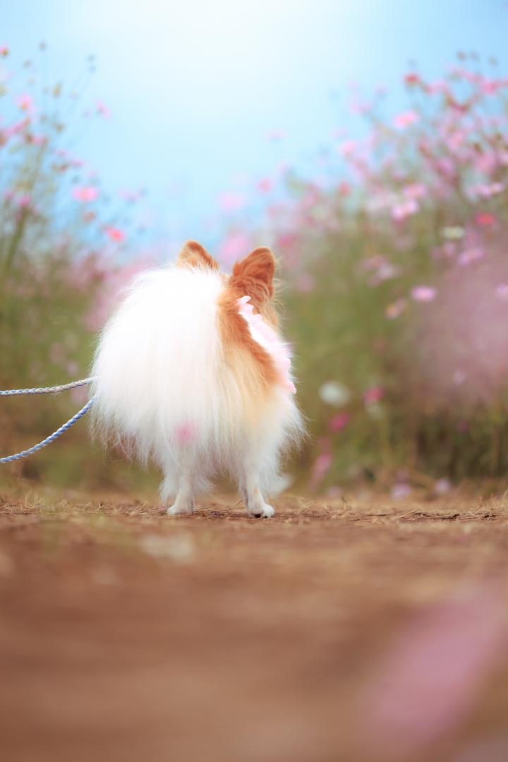 PINK色の迷路