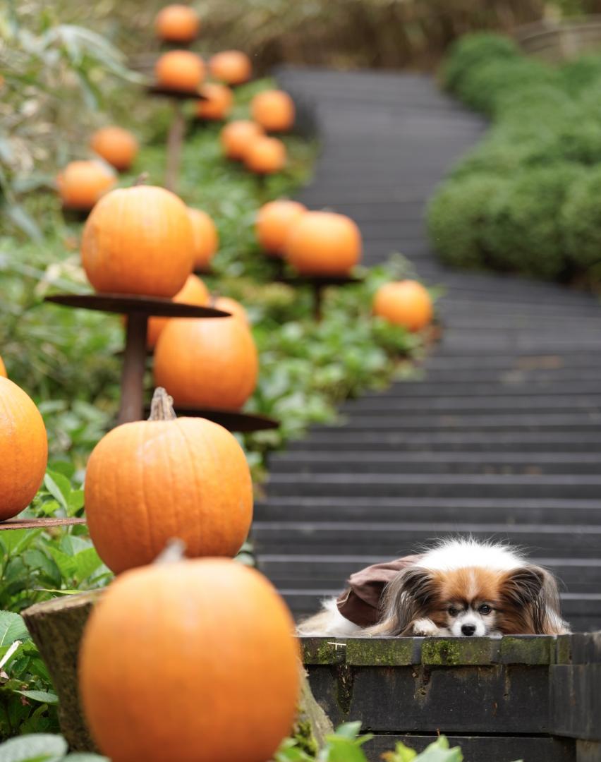 これに決めたでち