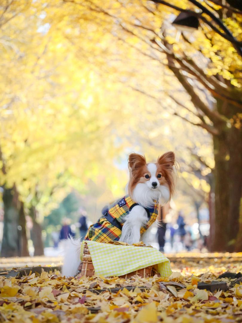 イエローのせかい