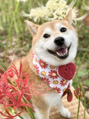 紅白