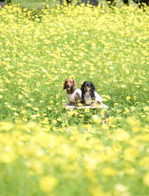 レモンブライト