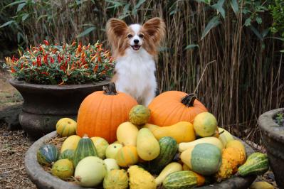 南瓜、いらんかえ～