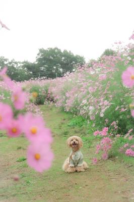 コスモスウォッチング