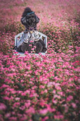 満開の赤そばの花